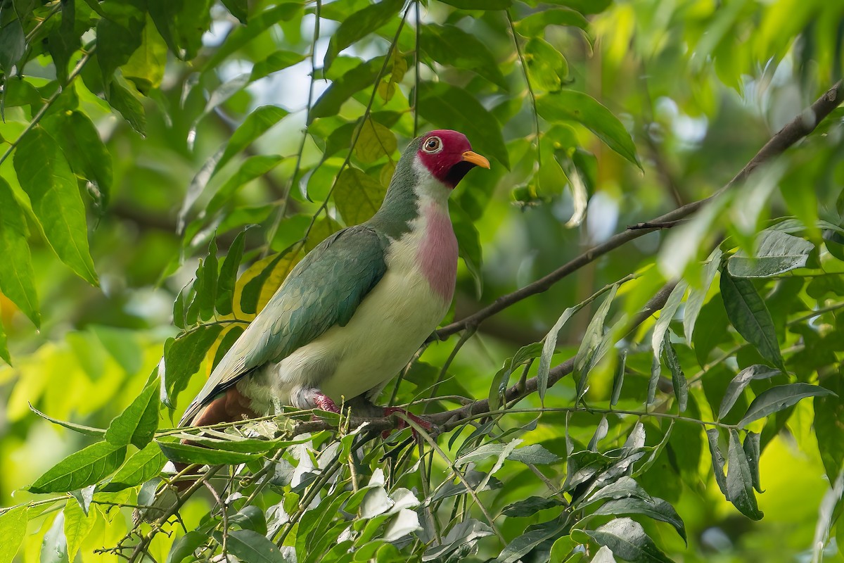 Jambu Fruit-Dove - ML442393951