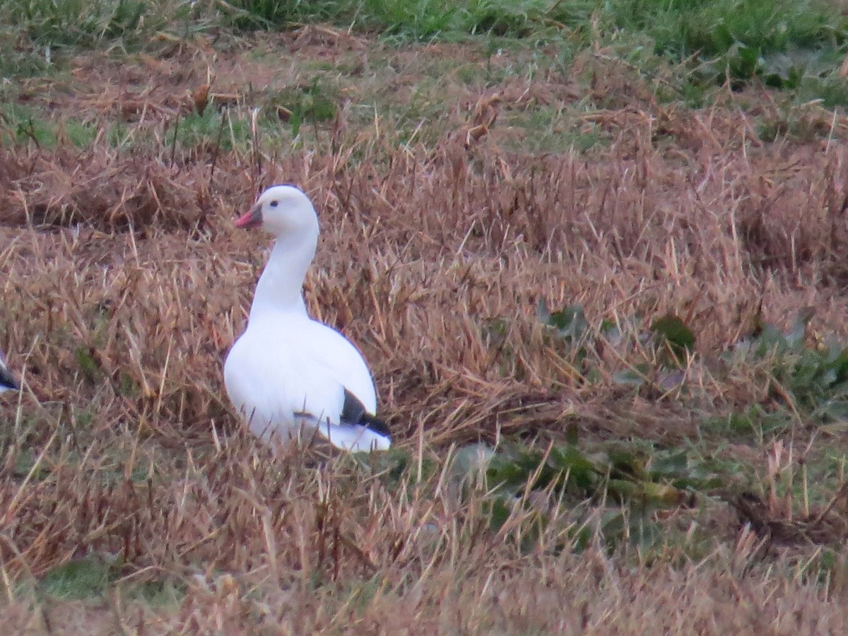 Ross's Goose - ML44239421