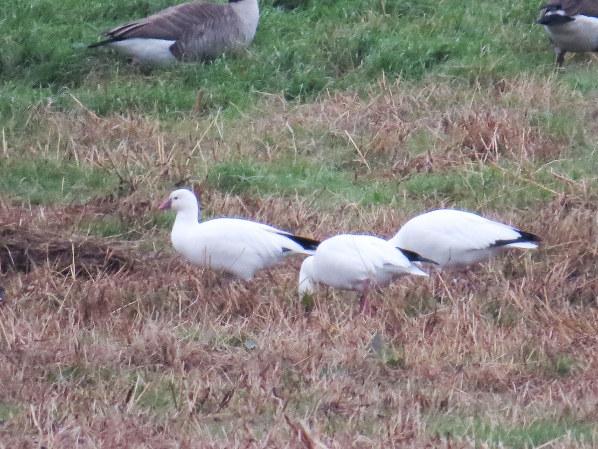 Ross's Goose - ML44239461