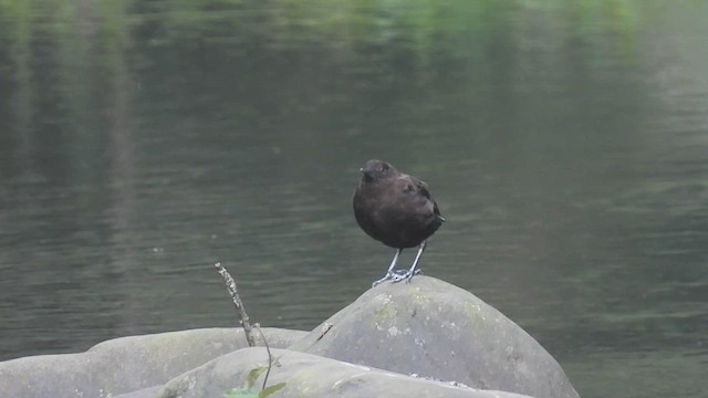 Brown Dipper - ML442395561