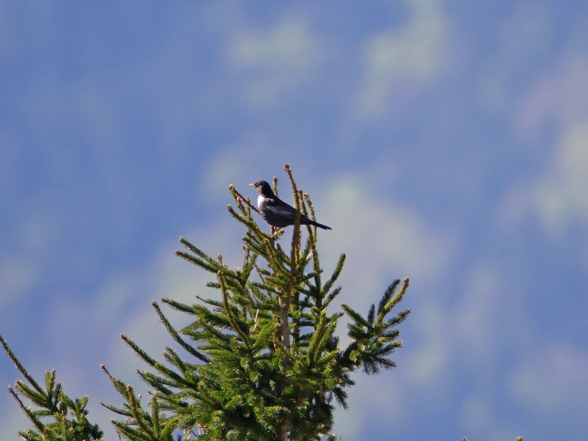 kos horský (ssp. alpestris) - ML442396401
