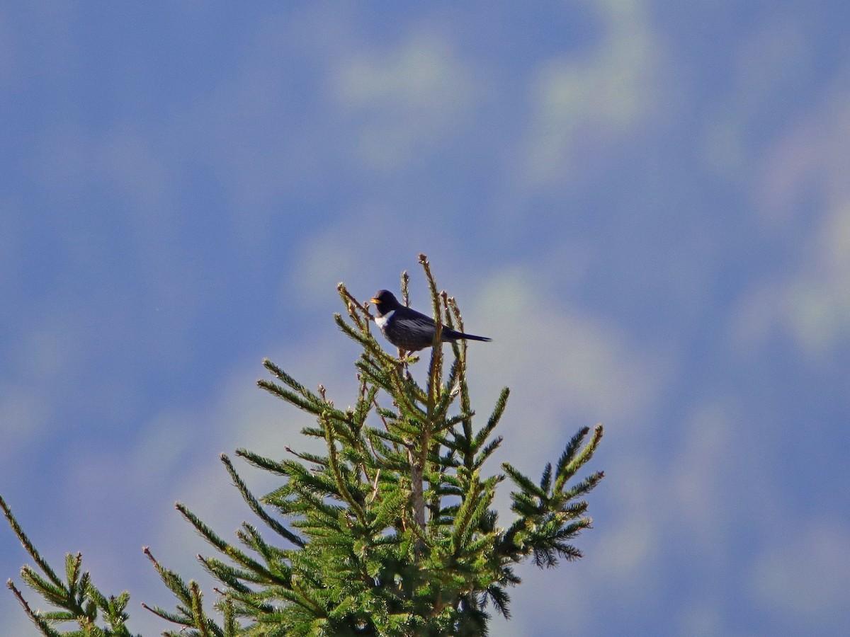 kos horský (ssp. alpestris) - ML442396411