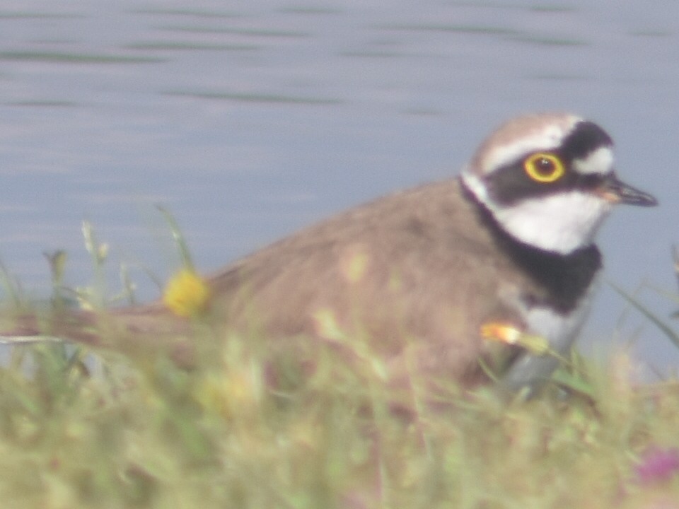 Little Ringed Plover - Metin Güzeliş