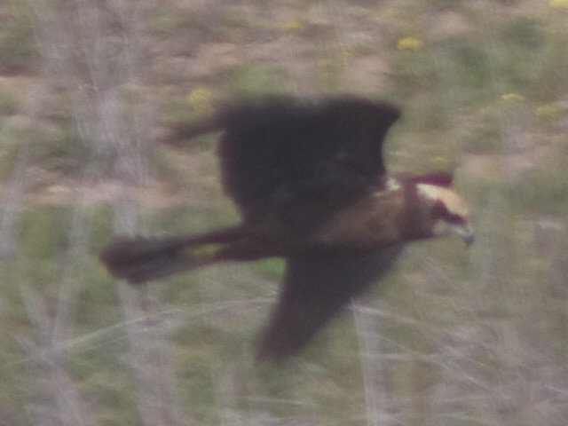 Western Marsh Harrier - ML442397061