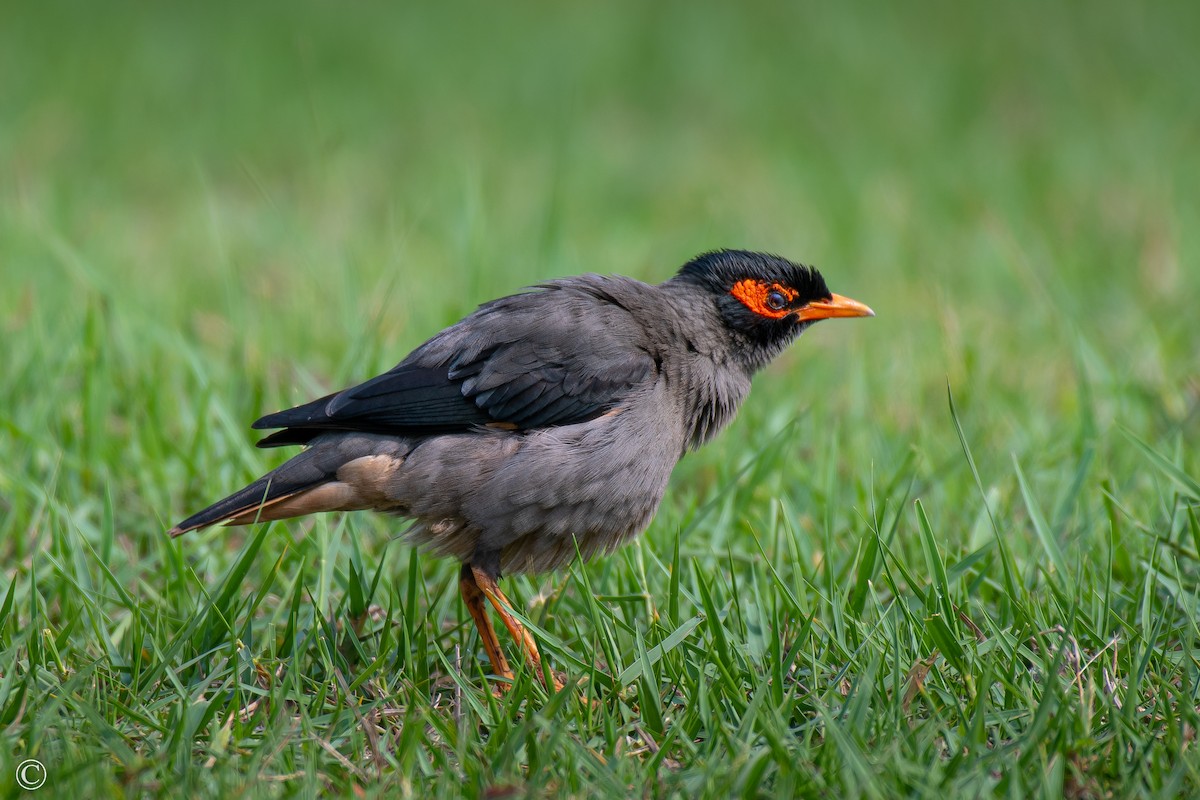 Bank Myna - ML442398301