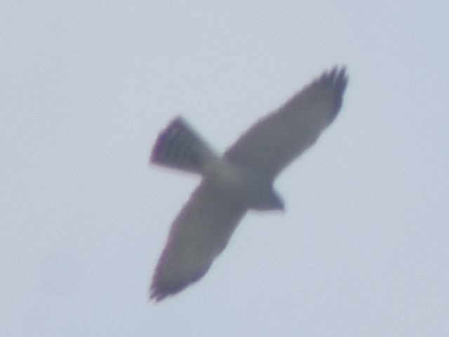 Levant Sparrowhawk - Metin Güzeliş