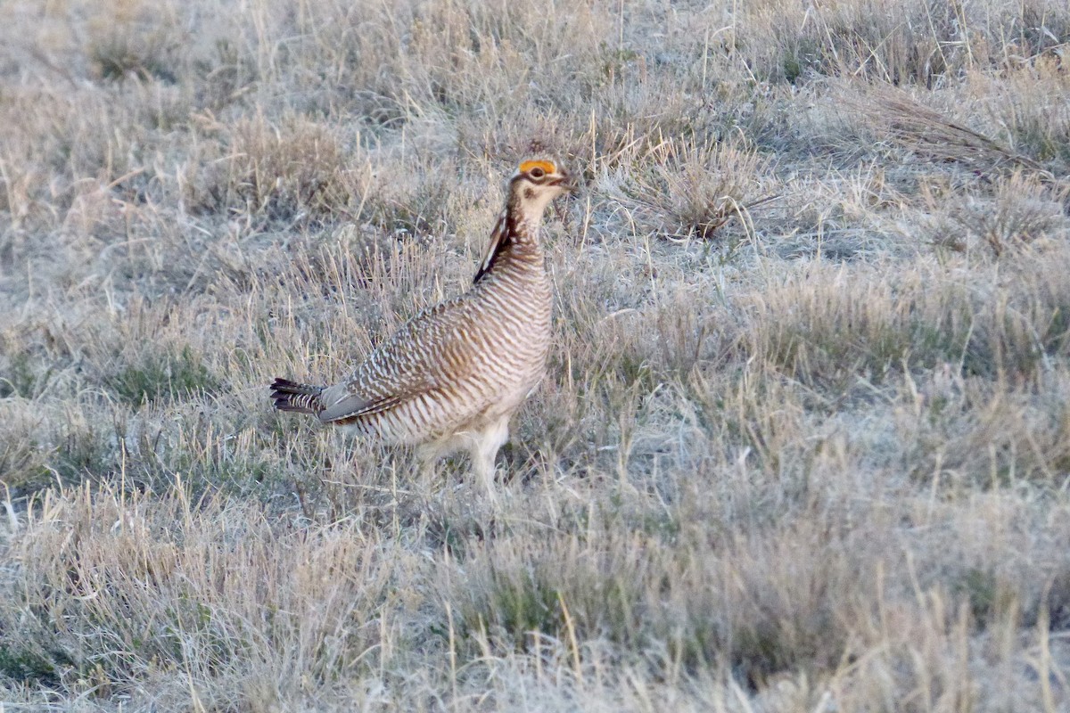 Lesser Prairie-Chicken - Rich Bayldon