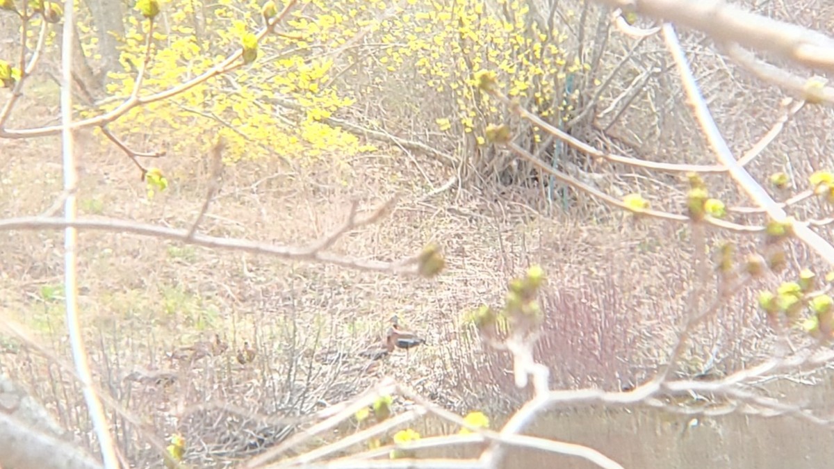 Black-bellied Whistling-Duck - ML442400731