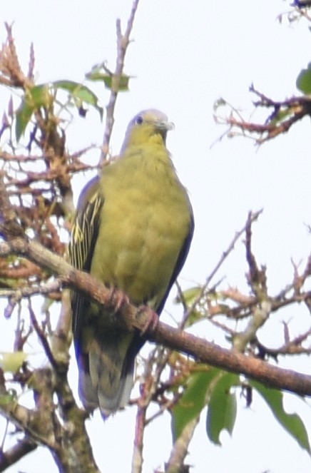 Gray-fronted Green-Pigeon - ML442401341