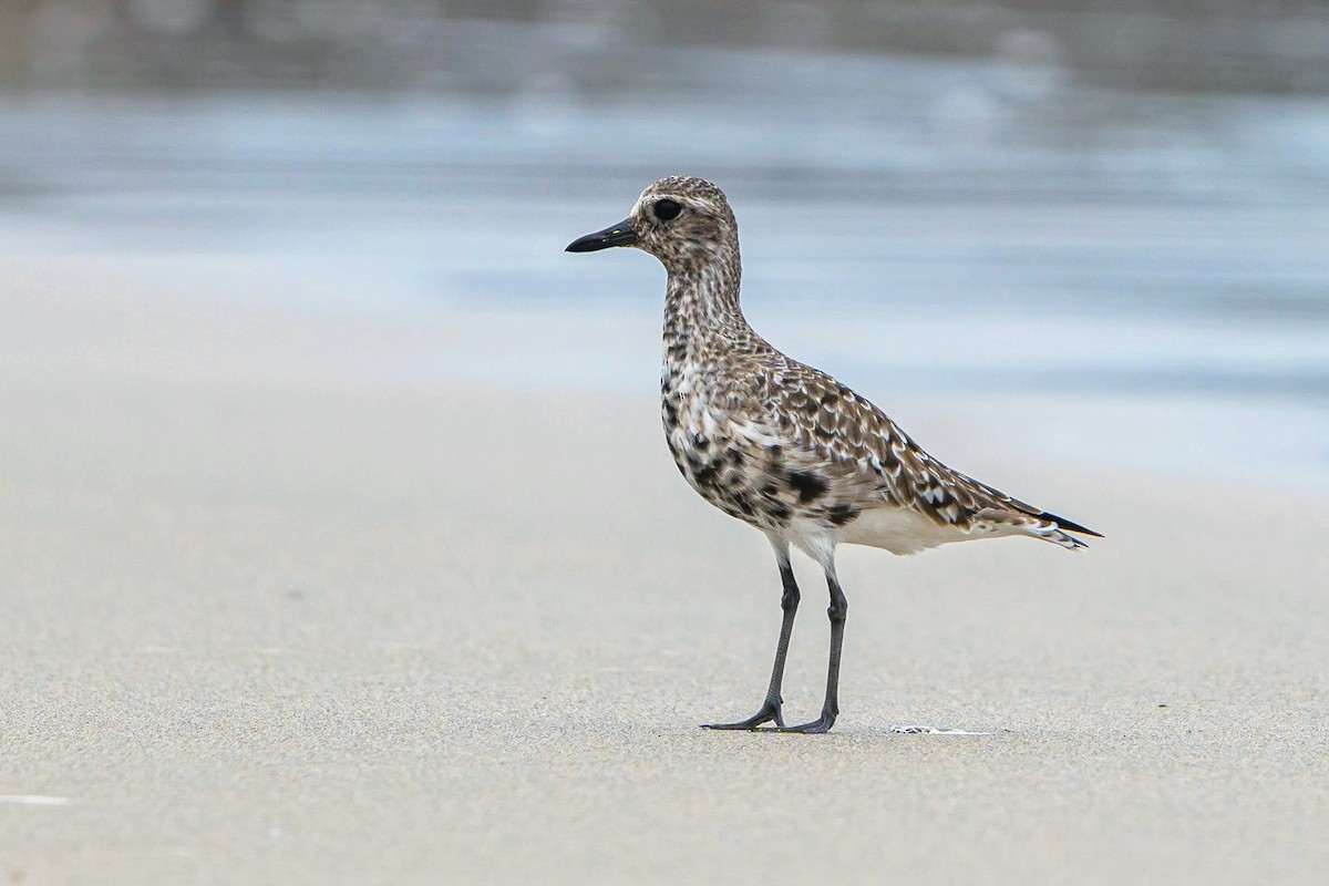 Black-bellied Plover - ML442401861
