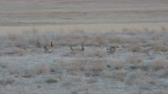 Lesser Prairie-Chicken - ML442401931