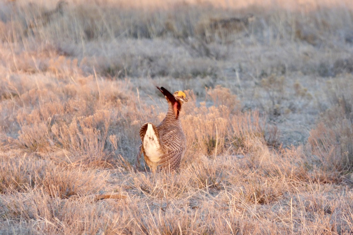 Lesser Prairie-Chicken - ML442402101