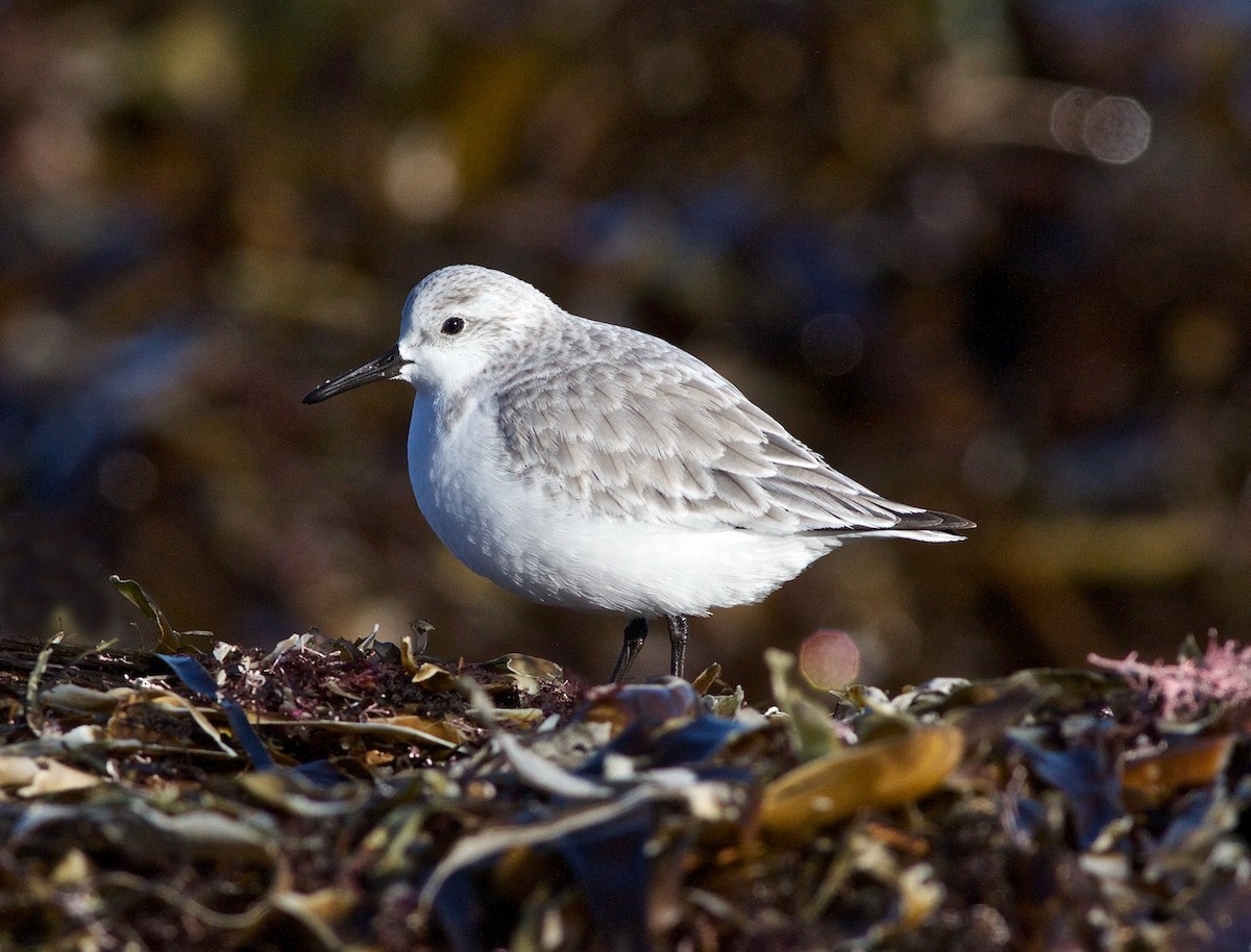 Sanderling - Chris Peters