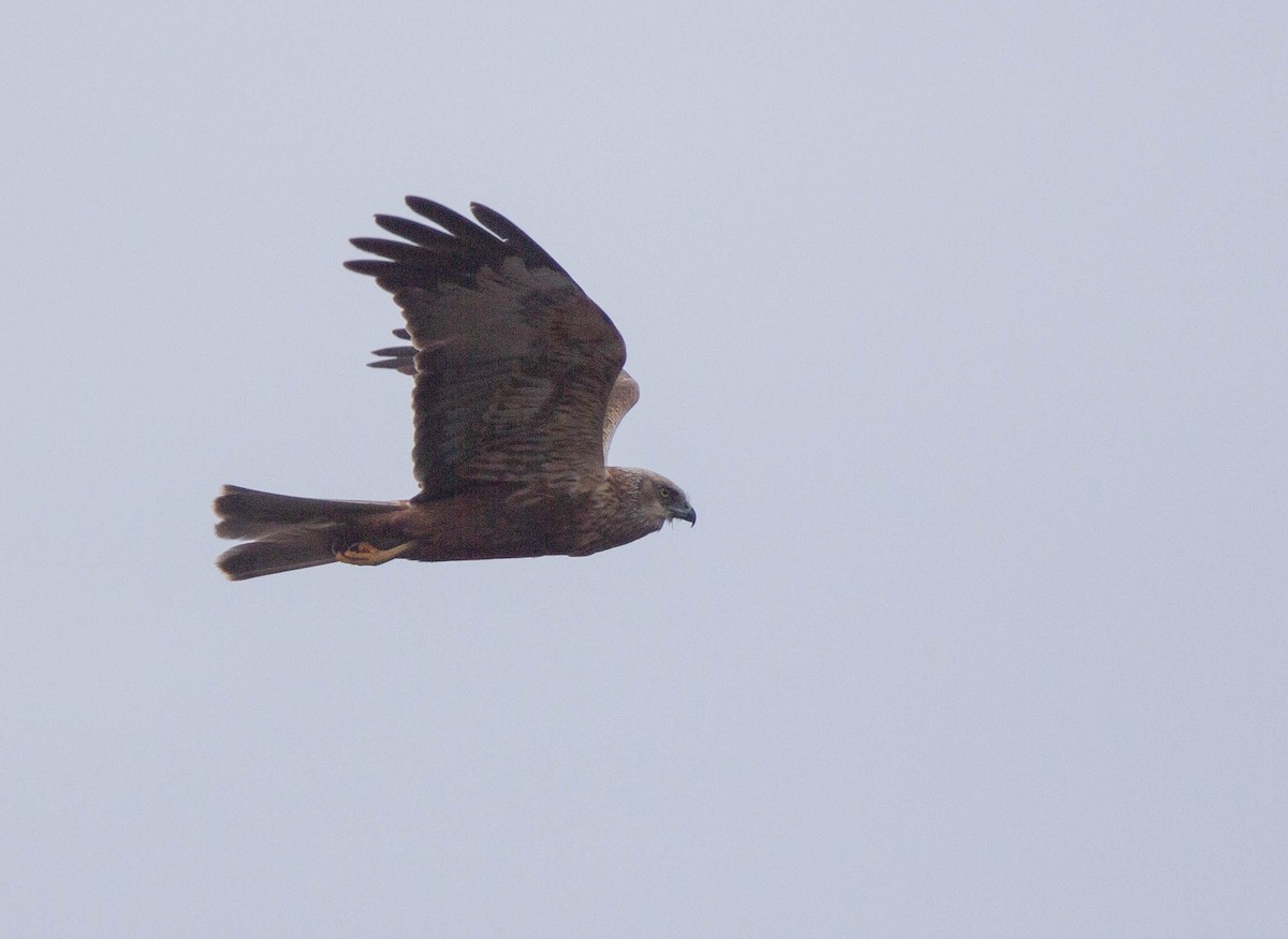 Western Marsh Harrier - ML442403161