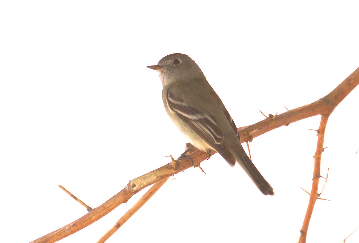 Hammond's Flycatcher - ML442403751