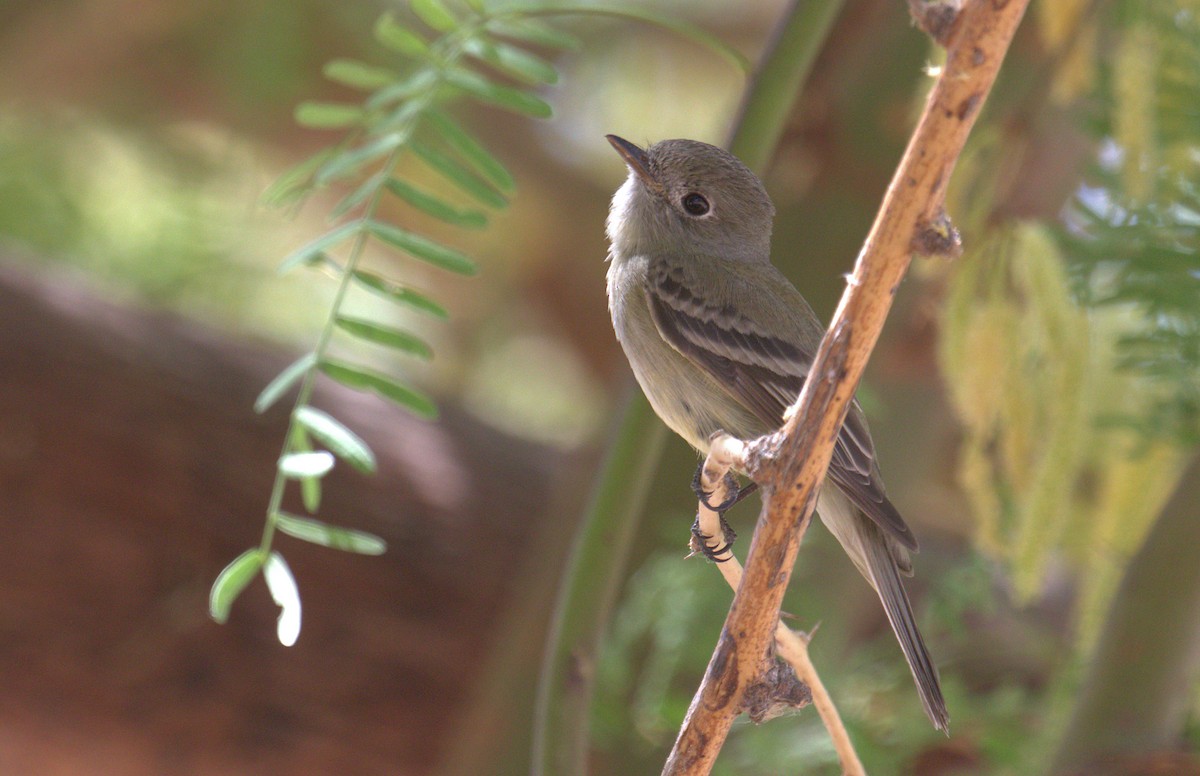 Hammond's Flycatcher - ML442403851