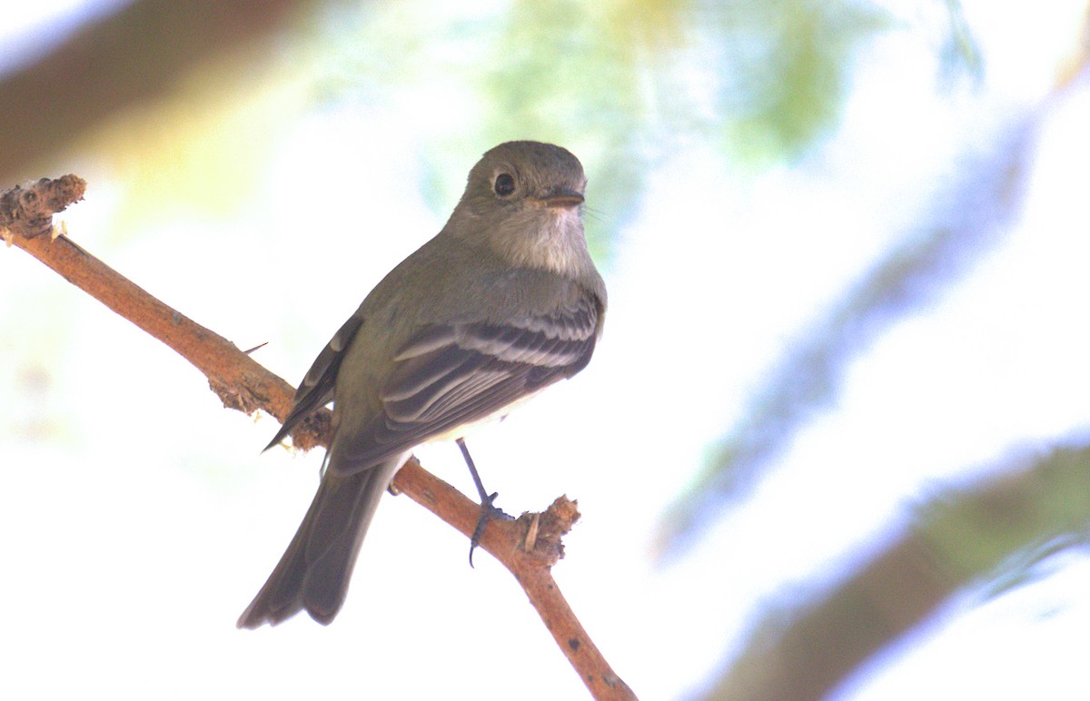 Hammond's Flycatcher - Curtis Marantz