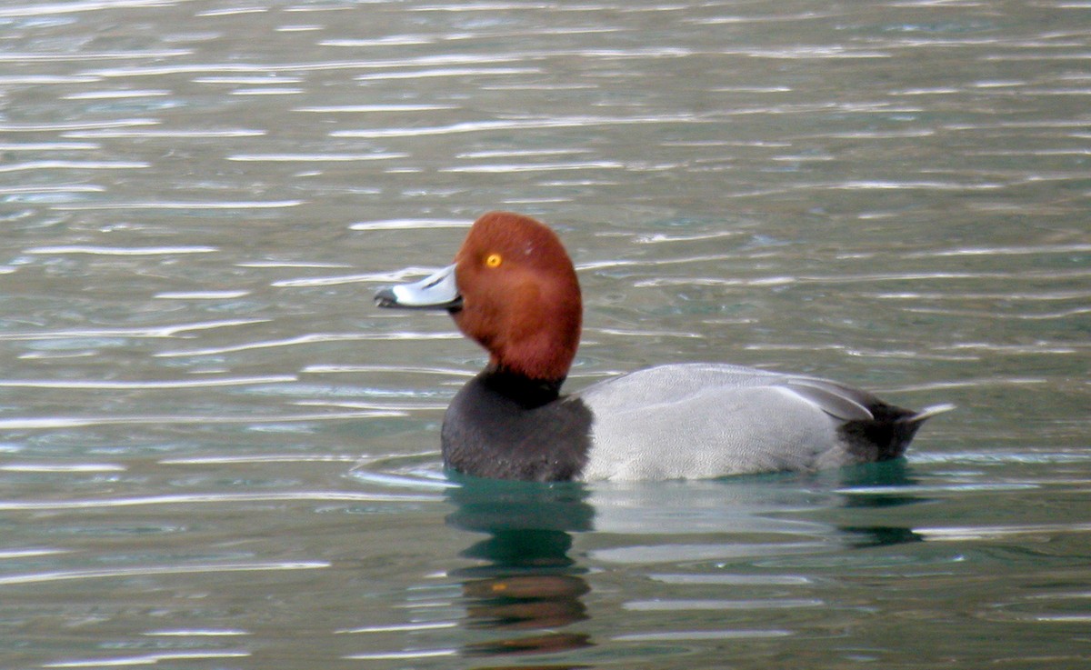 Redhead - ML44240561