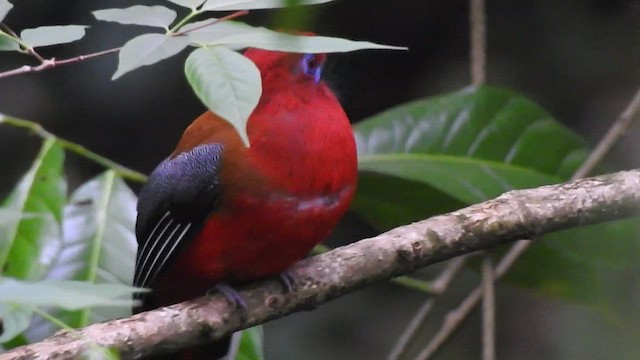 Red-headed Trogon - ML442405881