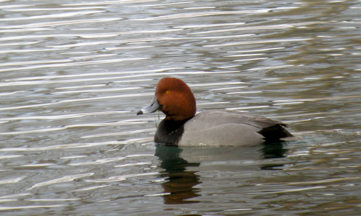 Redhead - ML44240591