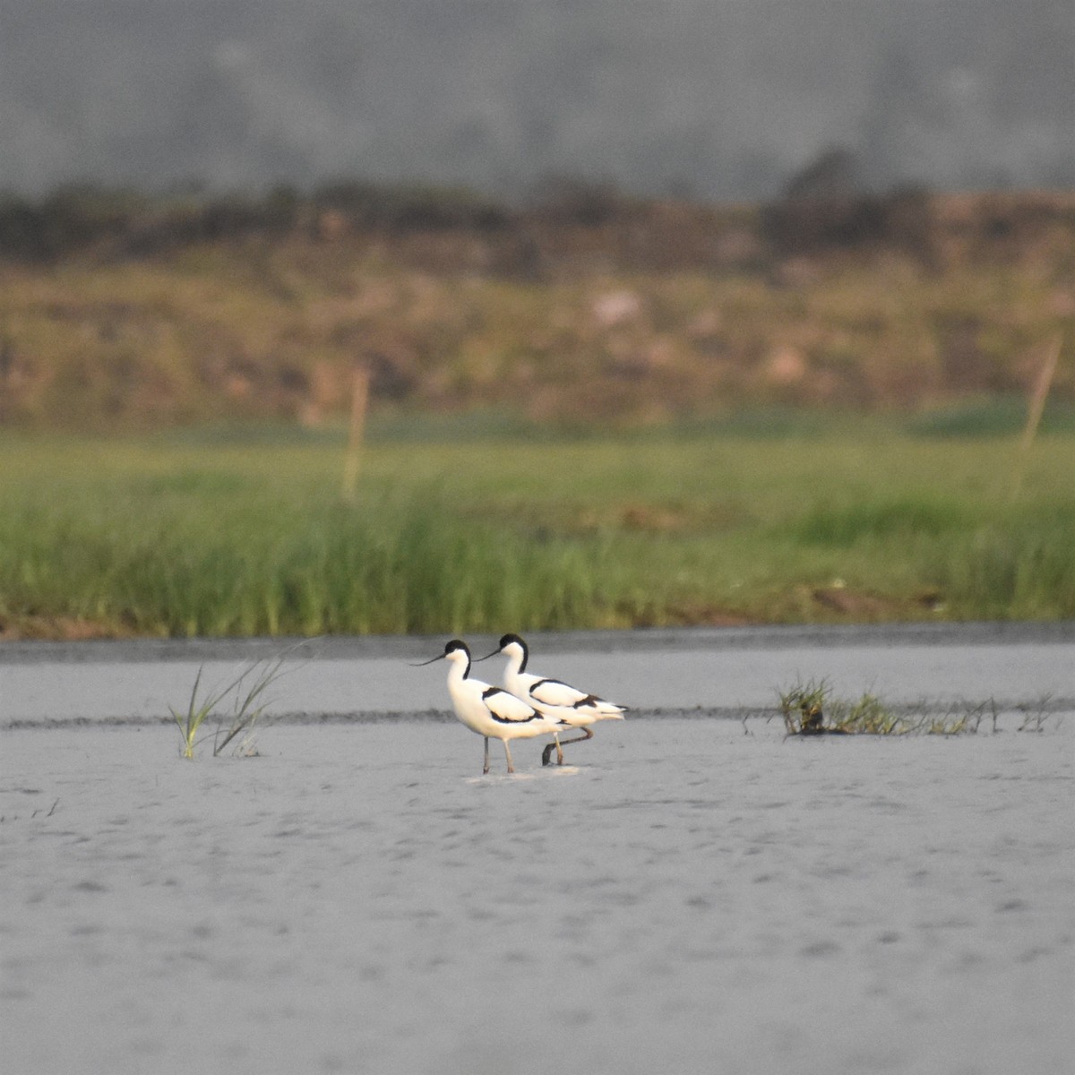 Pied Avocet - SHIRISH GAJARALWAR