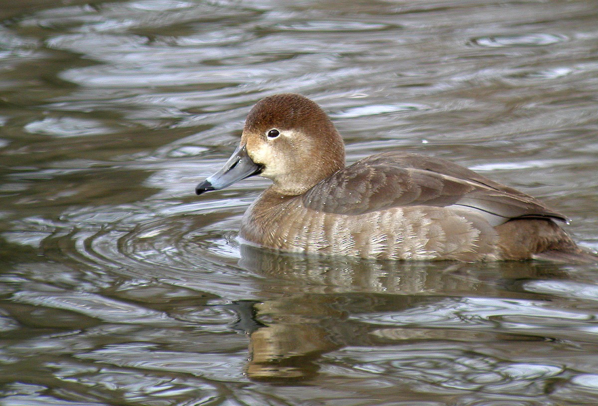 Redhead - ML44240781