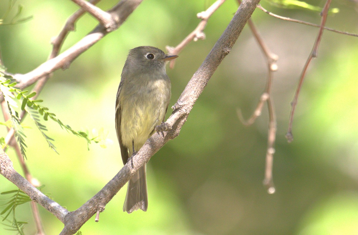 Hammond's Flycatcher - ML442409581