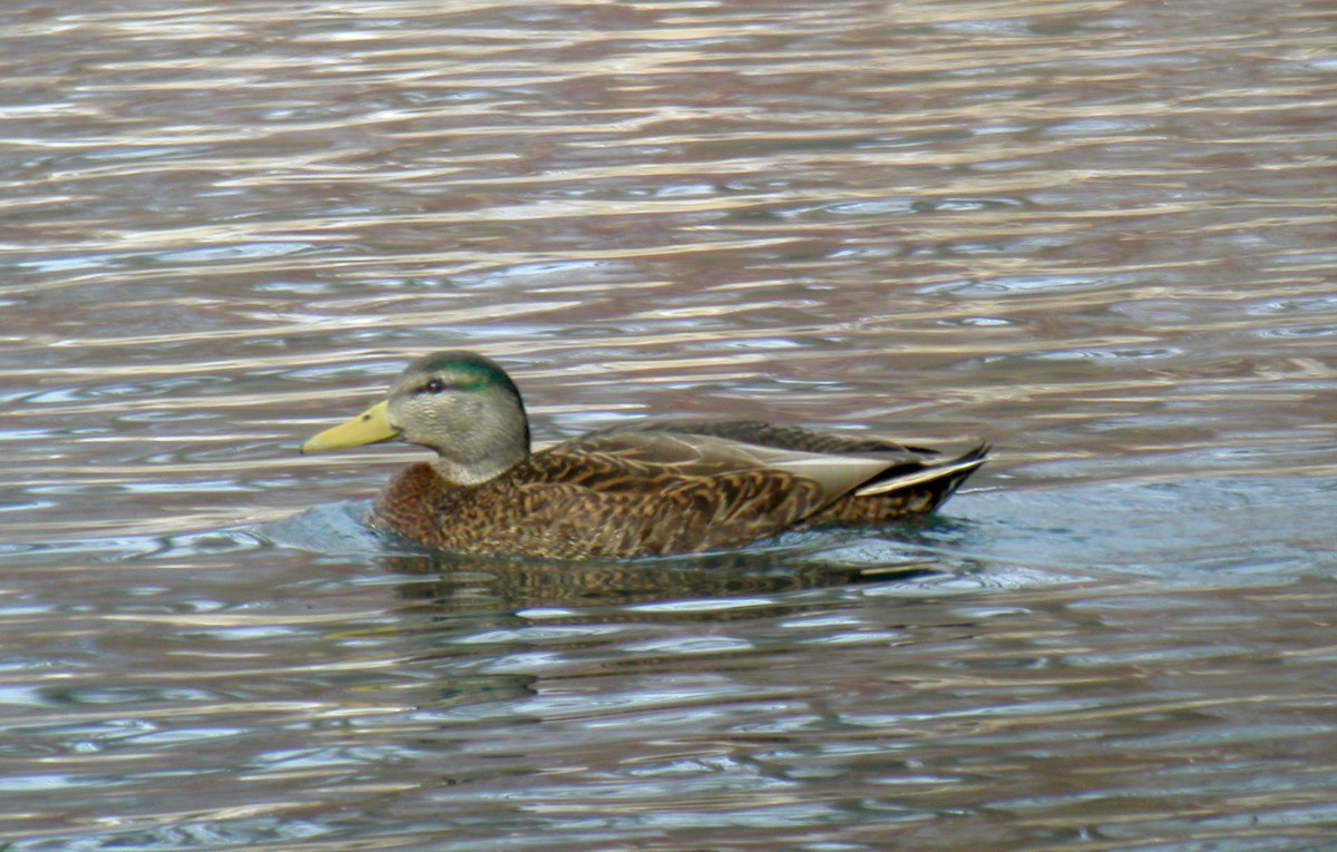 Mallard x American Black Duck (hybrid) - ML44241031