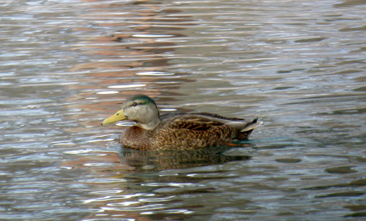 Mallard x American Black Duck (hybrid) - Jay McGowan