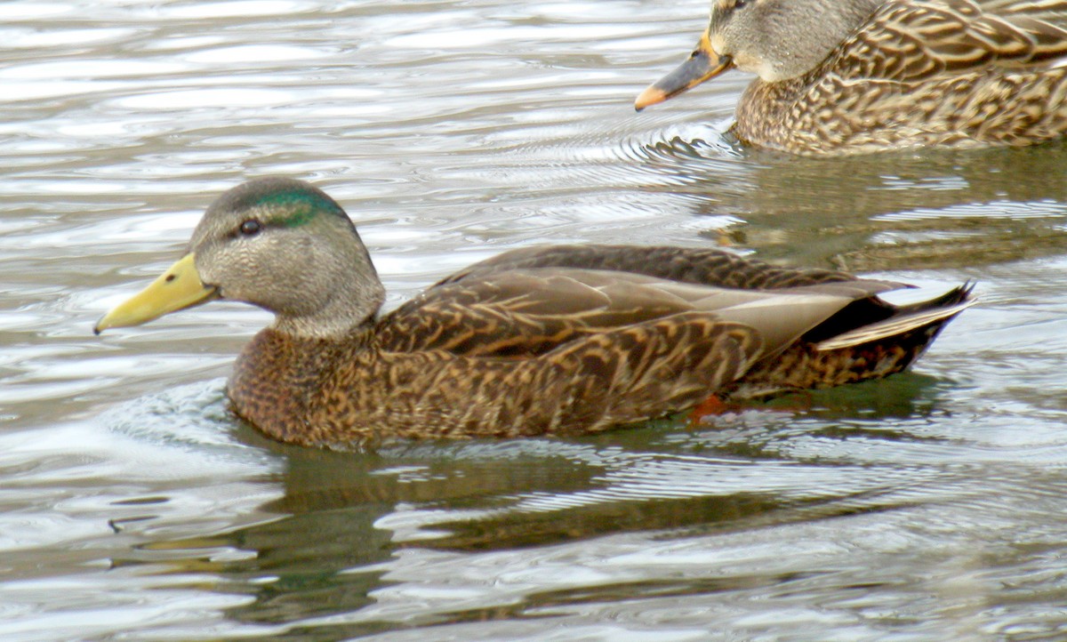 Mallard x American Black Duck (hybrid) - Jay McGowan