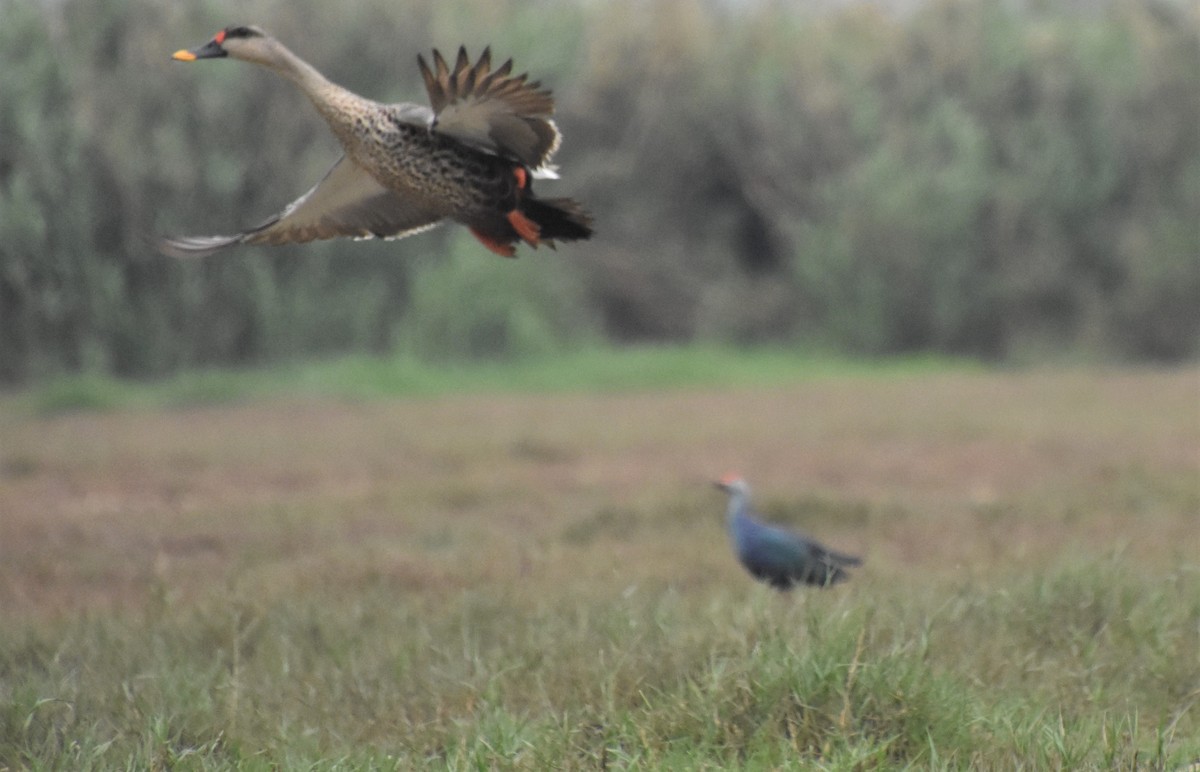 Indian Spot-billed Duck - ML442412211