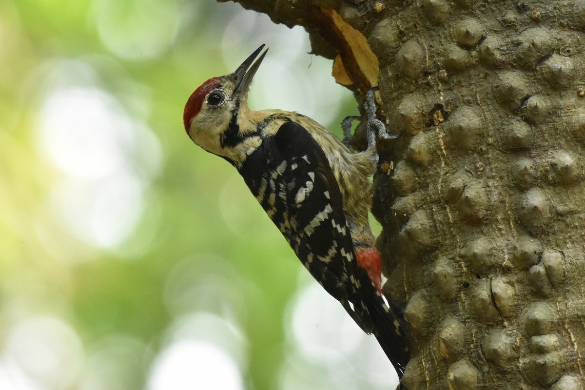 Fulvous-breasted Woodpecker - ML442412271