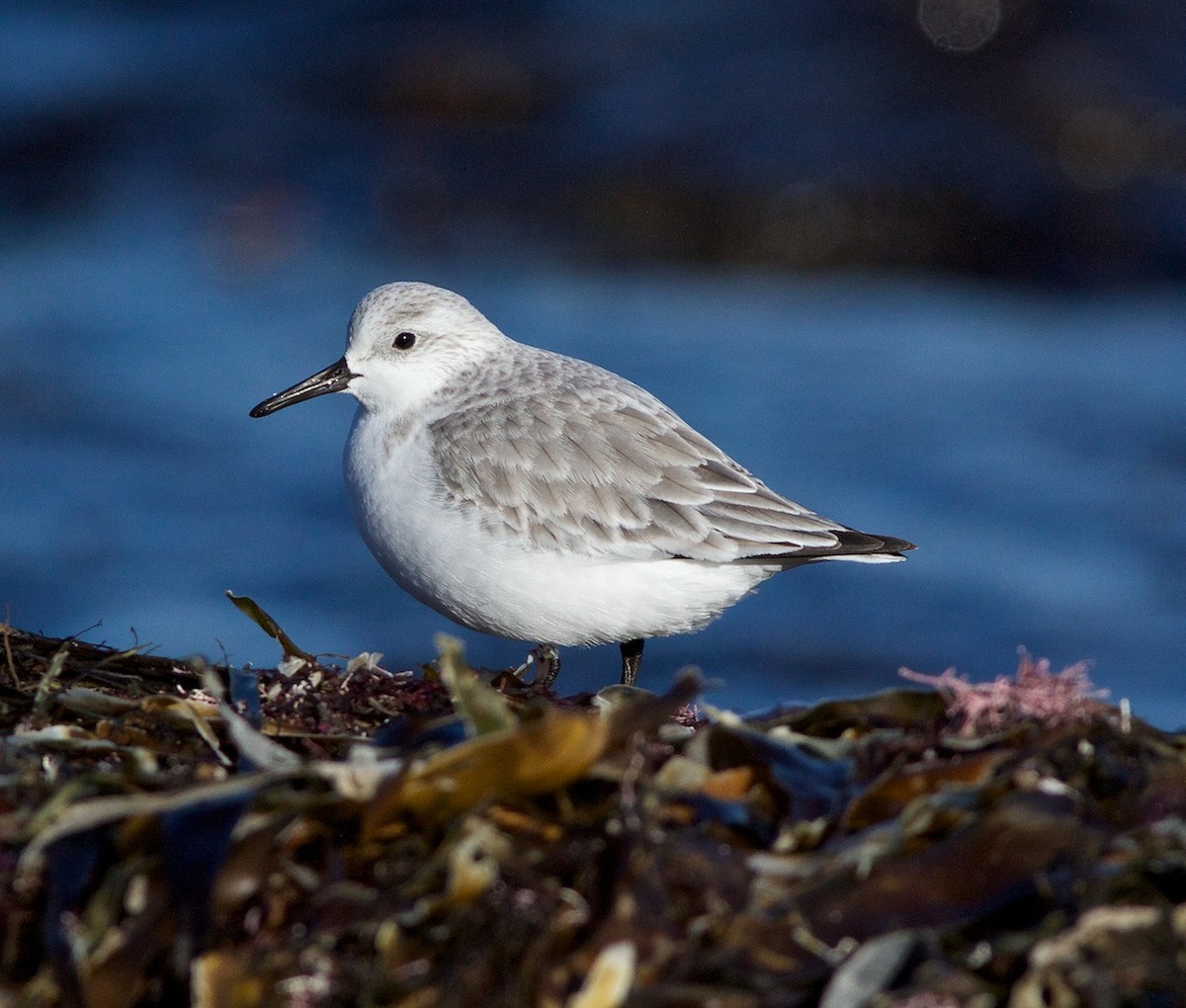 Sanderling - Chris Peters