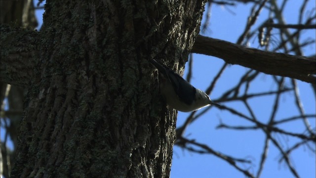 White-breasted Nuthatch - ML442414