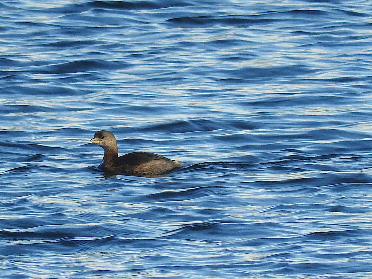 Pied-billed Grebe - ML442414641