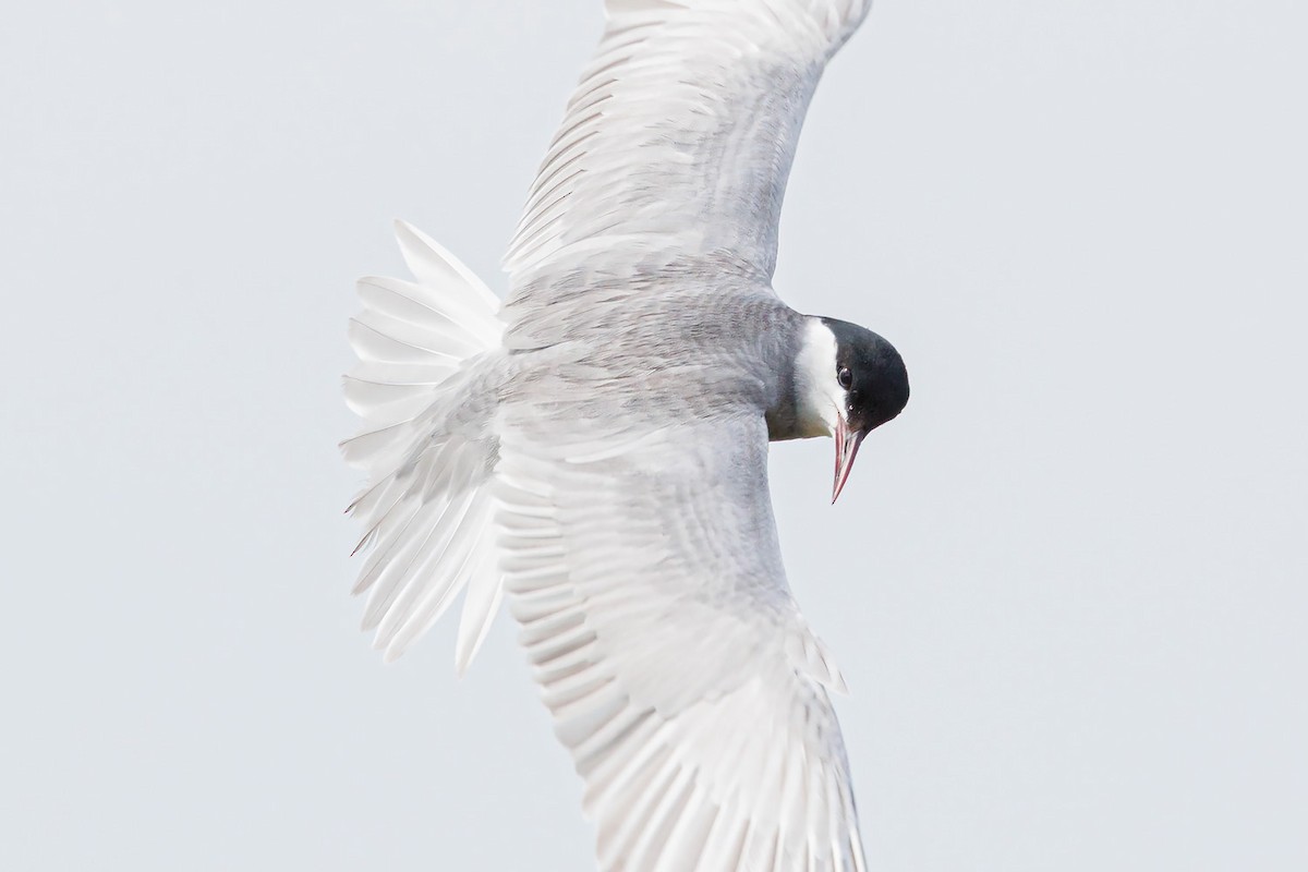 Whiskered Tern - ML442414831