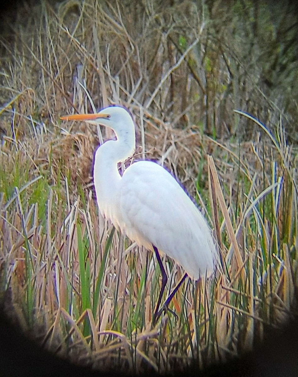 Great Egret - ML442416141