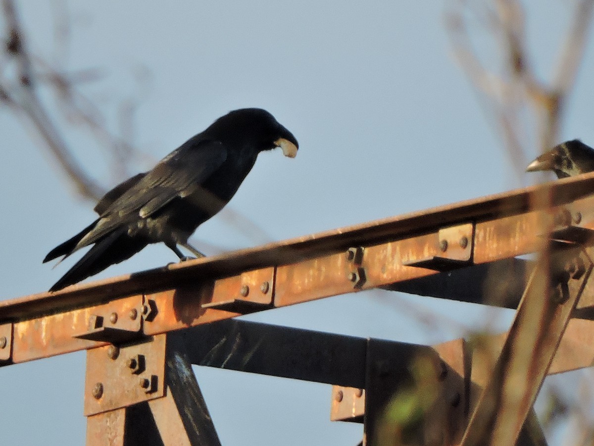 Common Raven - ML44241661