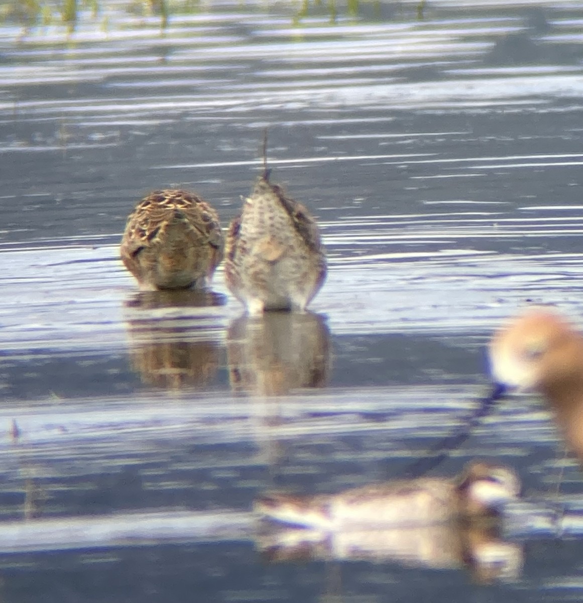 Short-billed Dowitcher - ML442416631