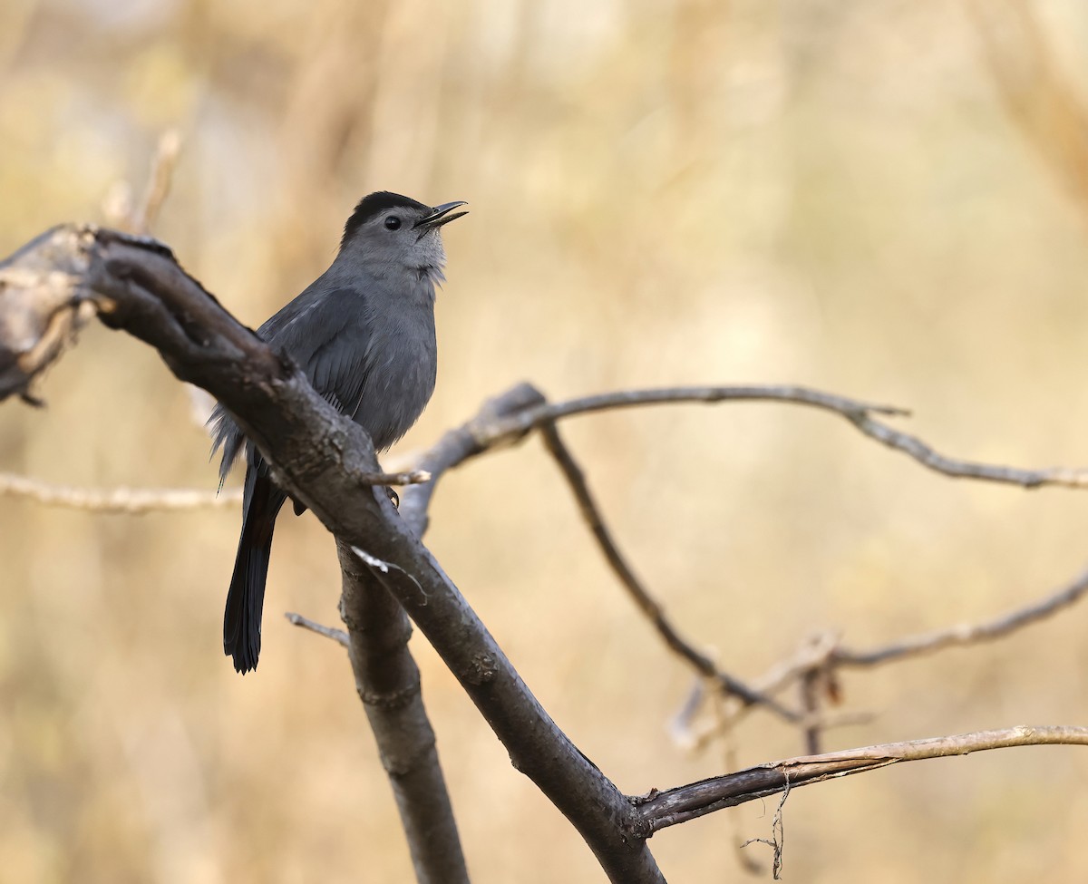 Pájaro Gato Gris - ML442420321