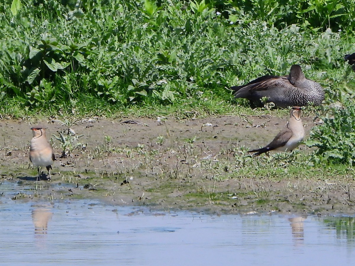 Collared Pratincole - ML442420611