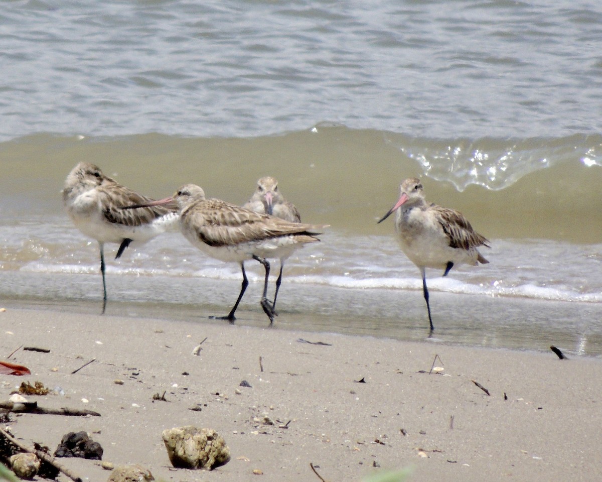 Bar-tailed Godwit - ML442421291