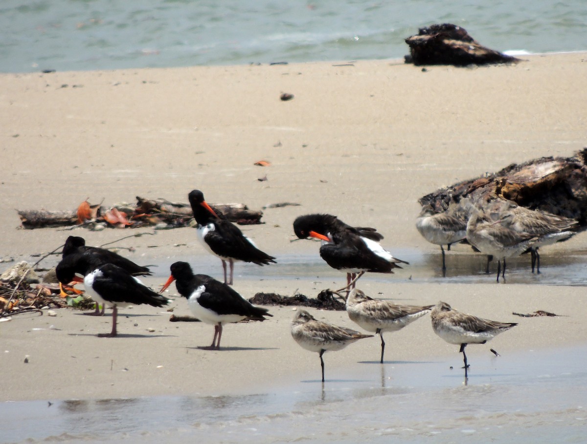 Pied Oystercatcher - ML442421611