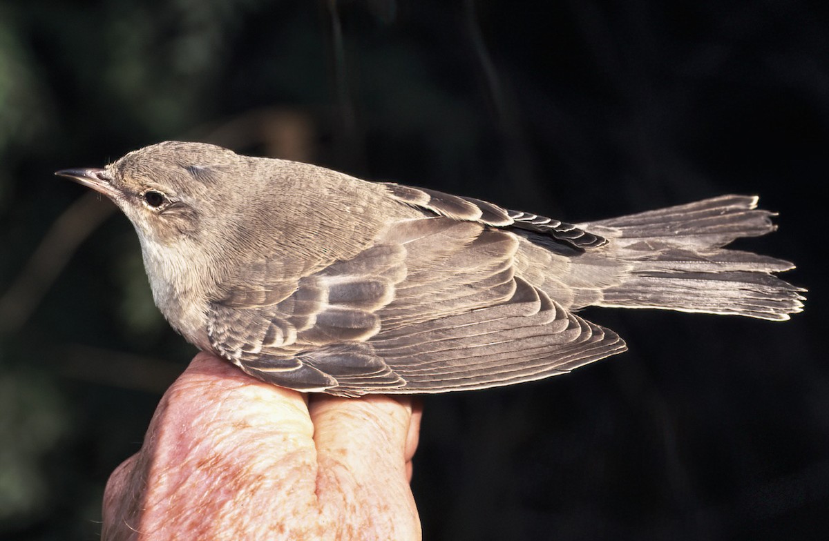 Txinbo gabiraia - ML442423351