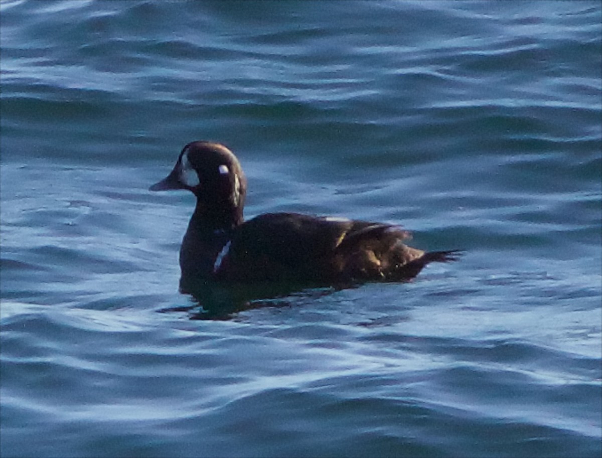 Harlequin Duck - Chris Peters