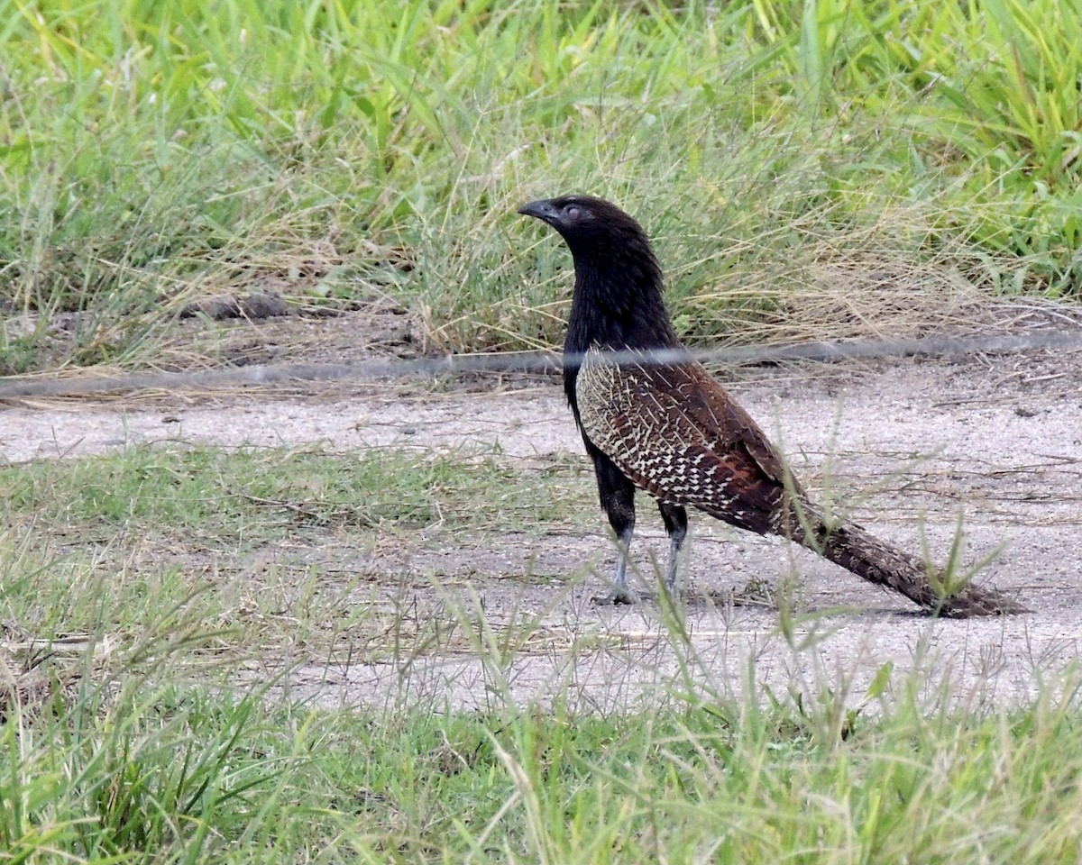 Pheasant Coucal (Pheasant) - ML442423781