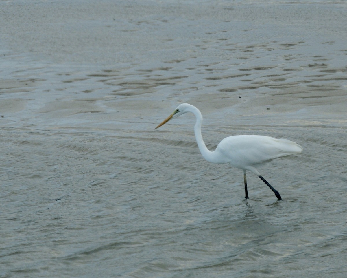 Great Egret - ML442423991