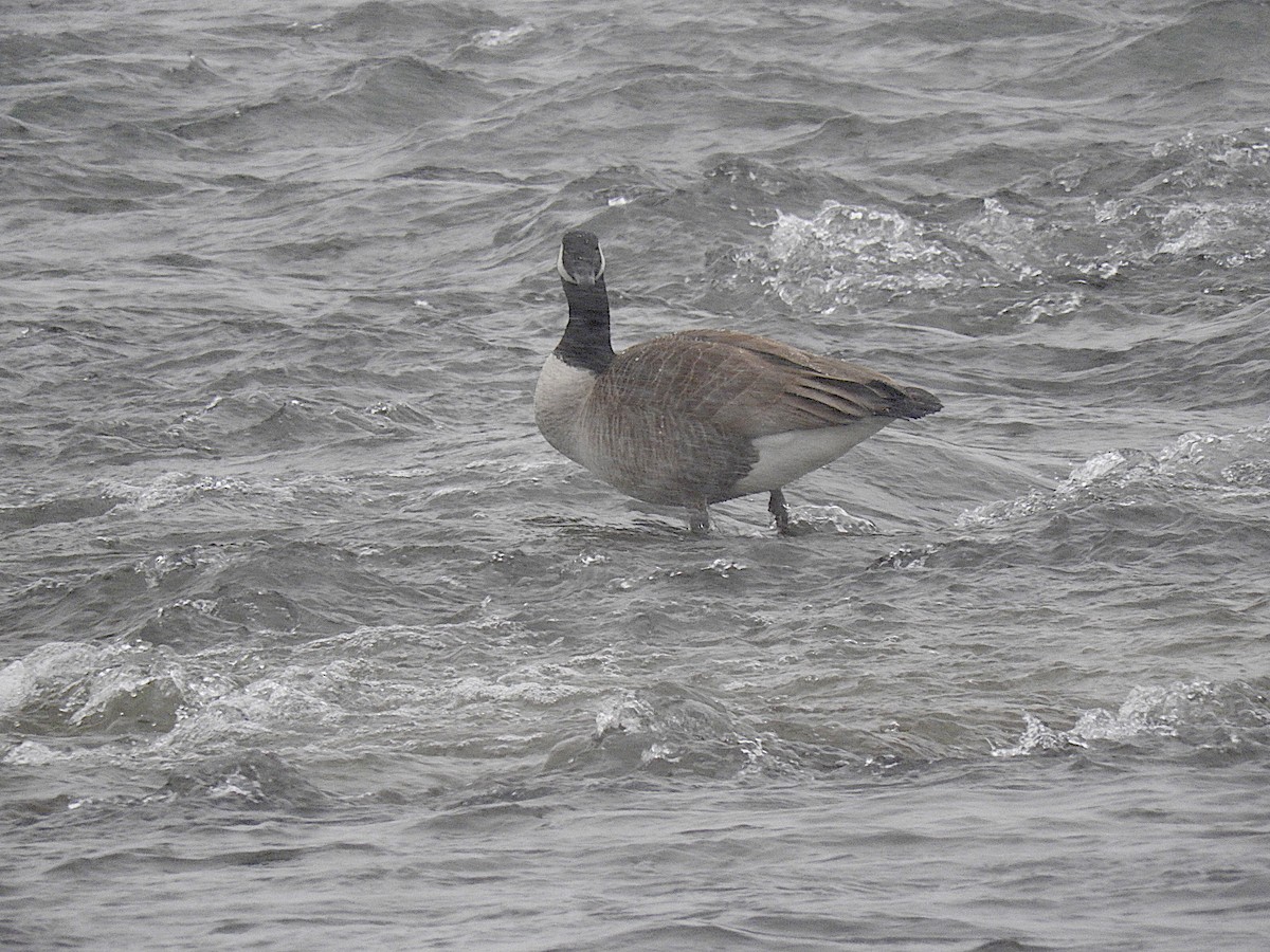 Canada Goose - ML442425281