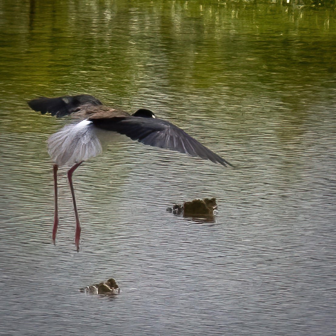 Black-necked Stilt - ML442426661