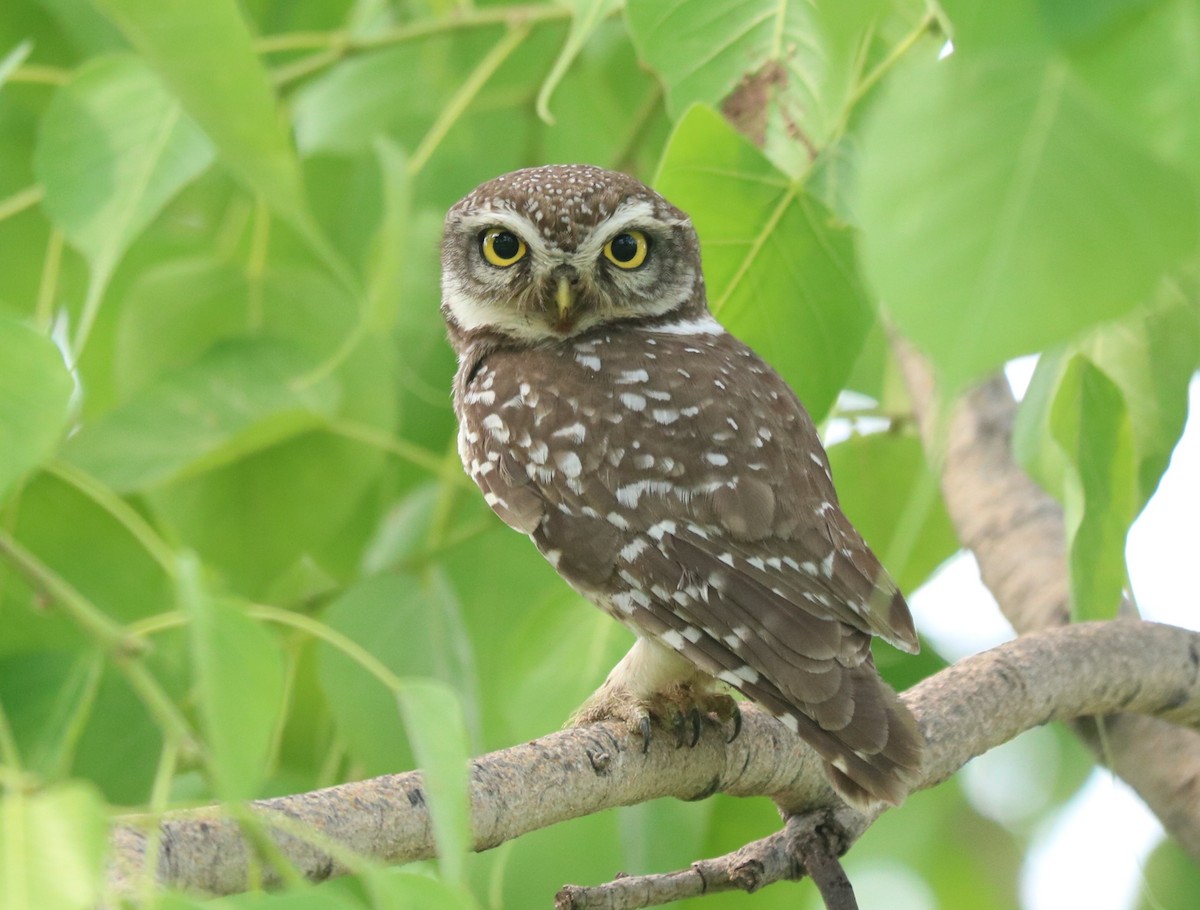 Spotted Owlet - ML442428891